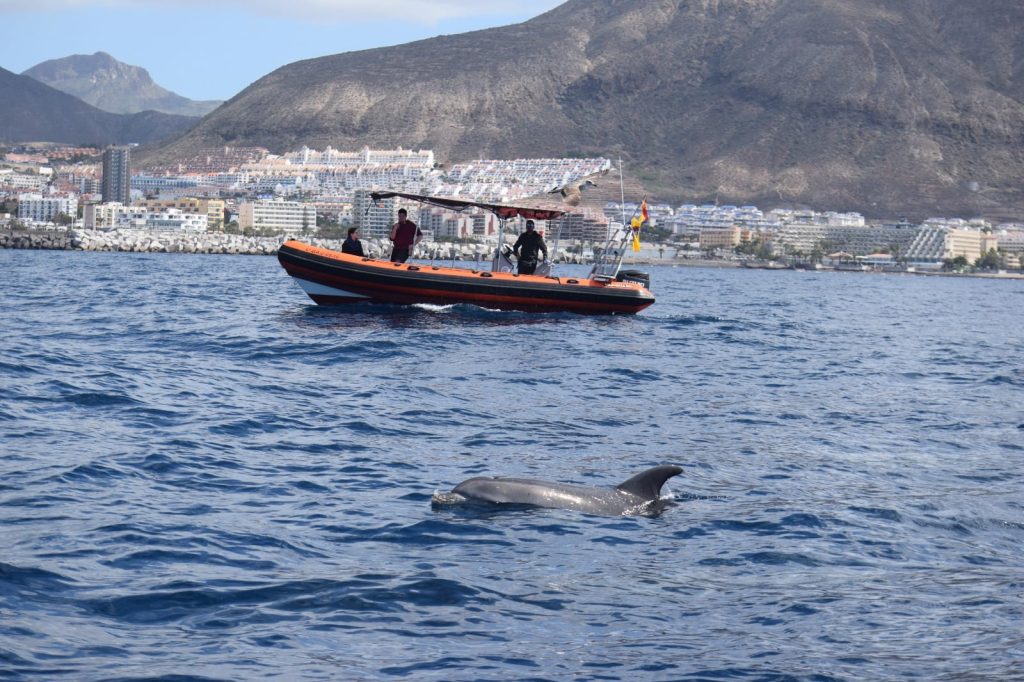 tenerife fast boat