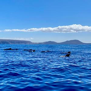tenerife fast boat